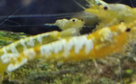 Yellow Fishbone / Gelbe Fishbone